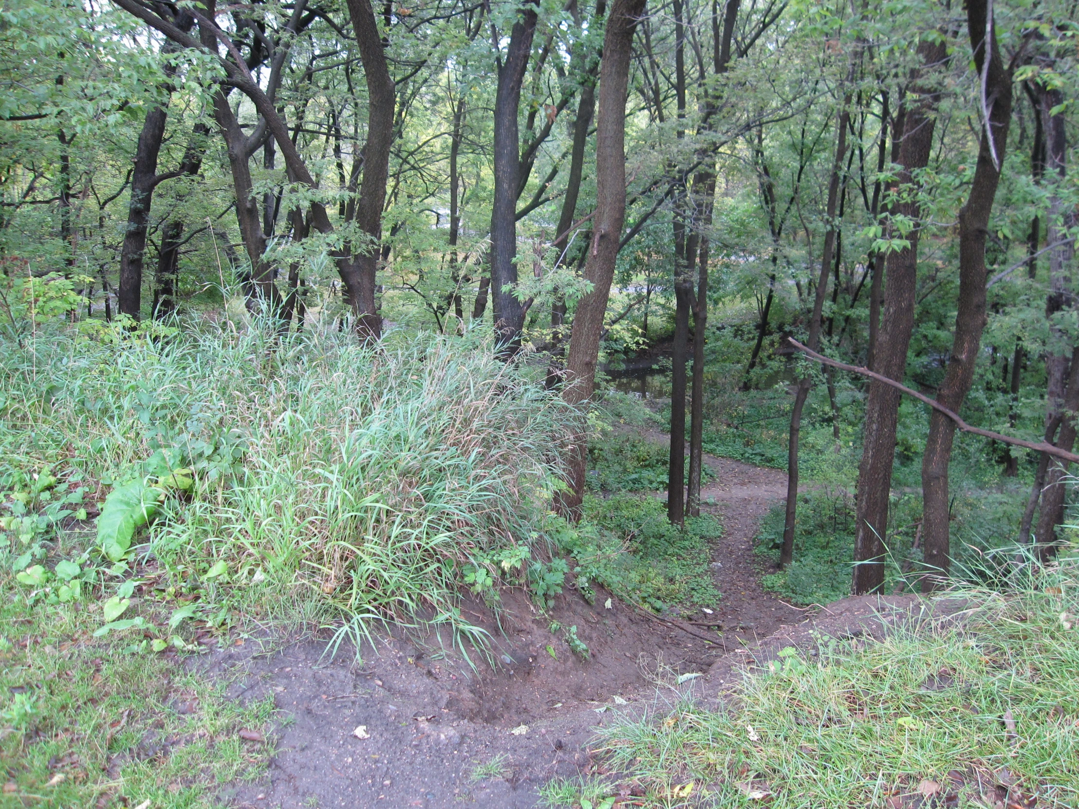 an unpaved path through a wooded area in the woods
