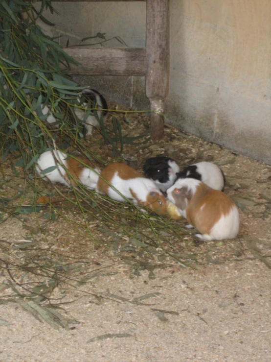 small animal family playing in the shade