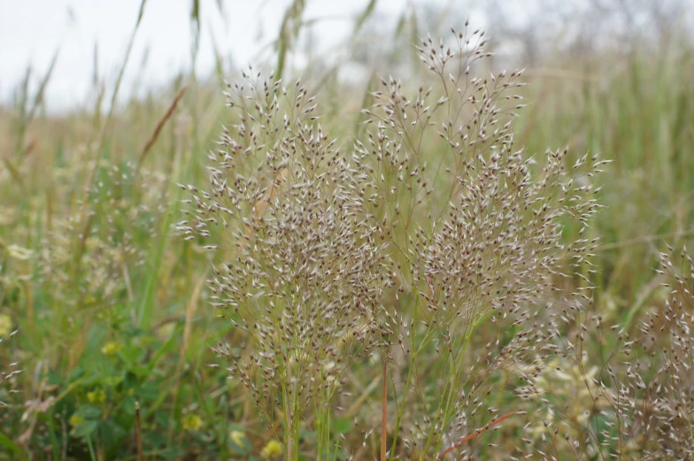 many plants stand in the grass on a cloudy day