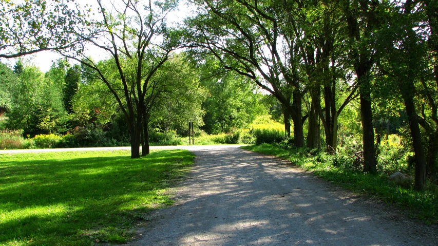 a dirt road through a grassy area surrounded by trees