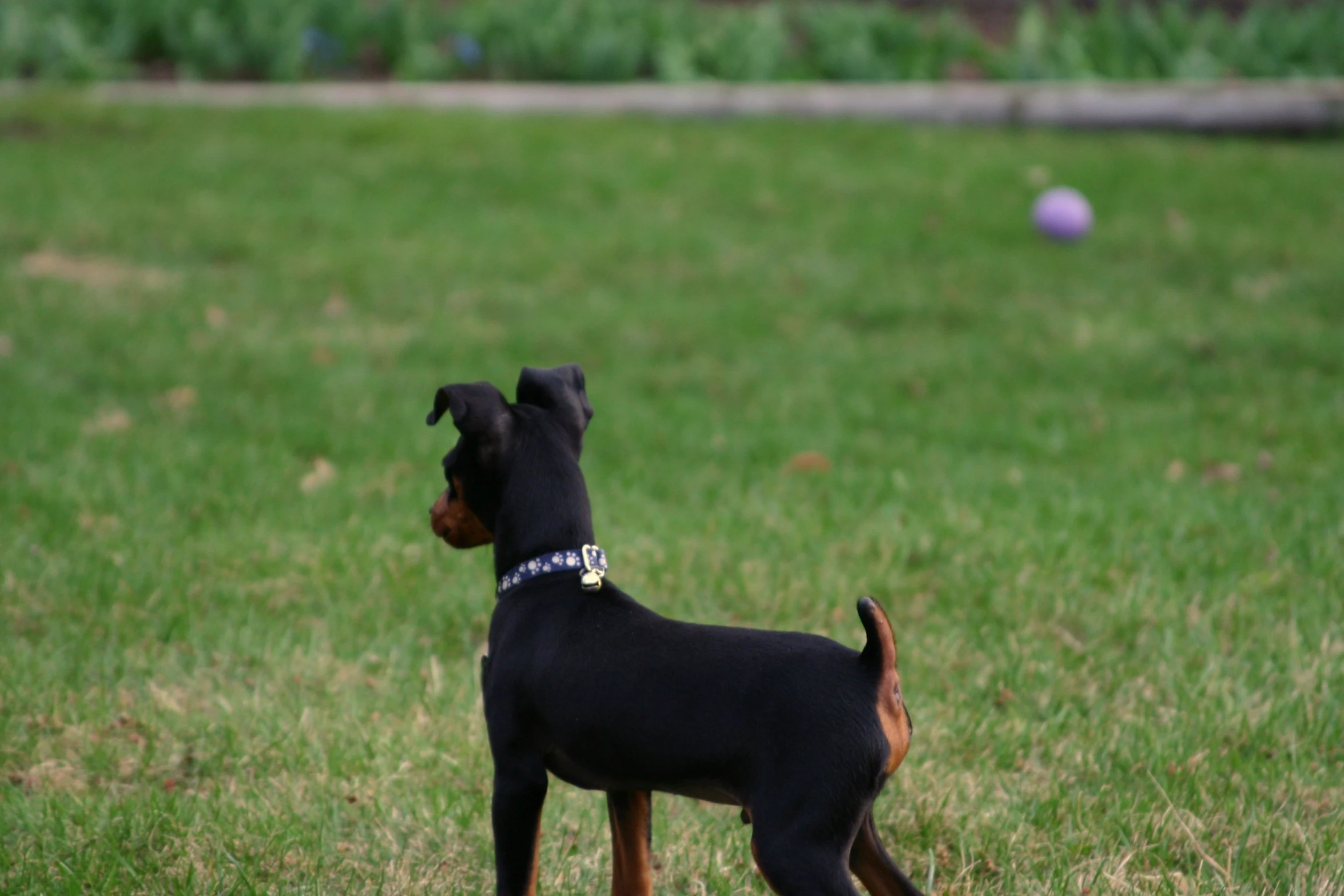 black dog in the middle of an open field of grass