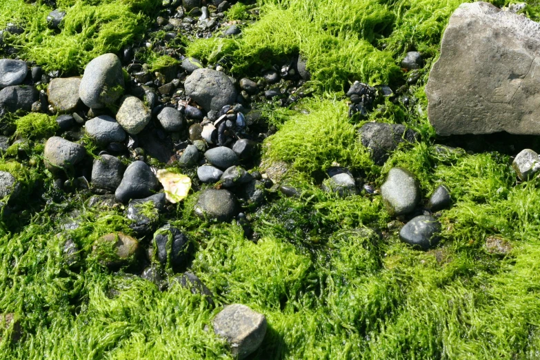 there is a rock and many green moss