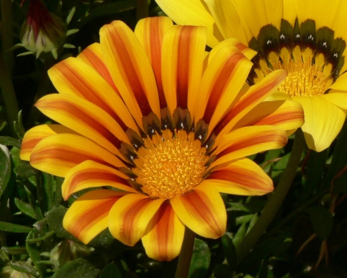 this is a yellow and orange flower next to some leaves