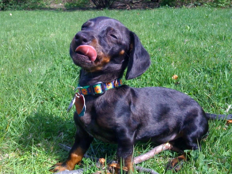 a black and tan dog laying on top of grass