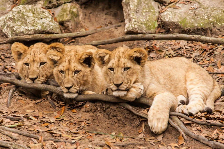 three lion cubs lying next to a pile of sticks