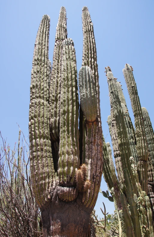 a bunch of cactus with big arms