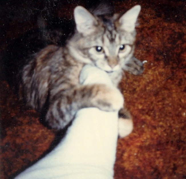 a close up of a cat laying down near a person