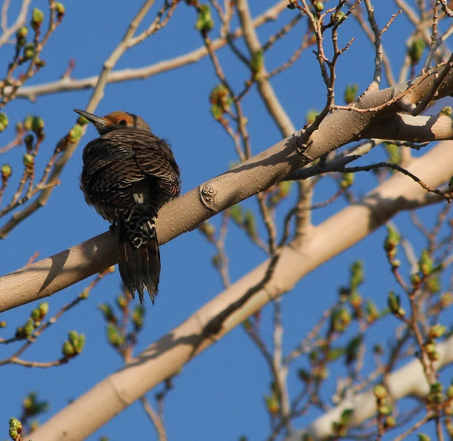 a black bird sitting on top of a nch