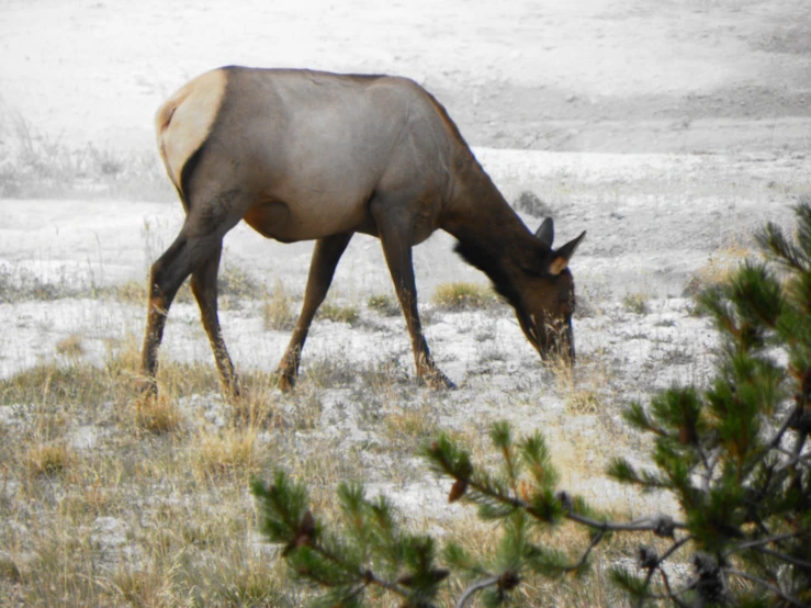 an animal in an open area eating some grass