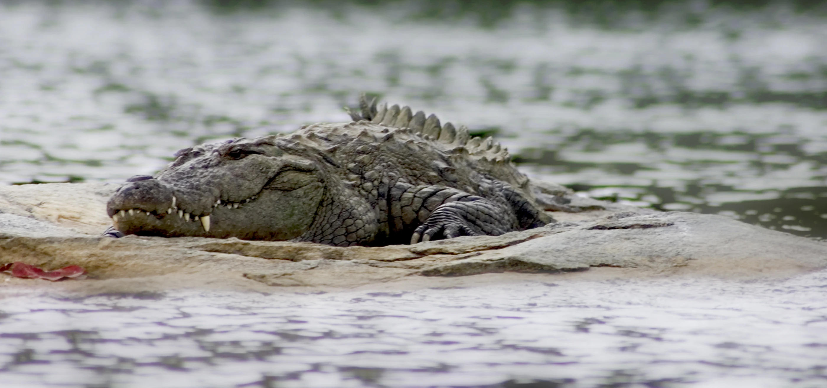 an alligator is resting on the rock