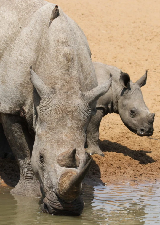 two rhinoceros drink from the water together