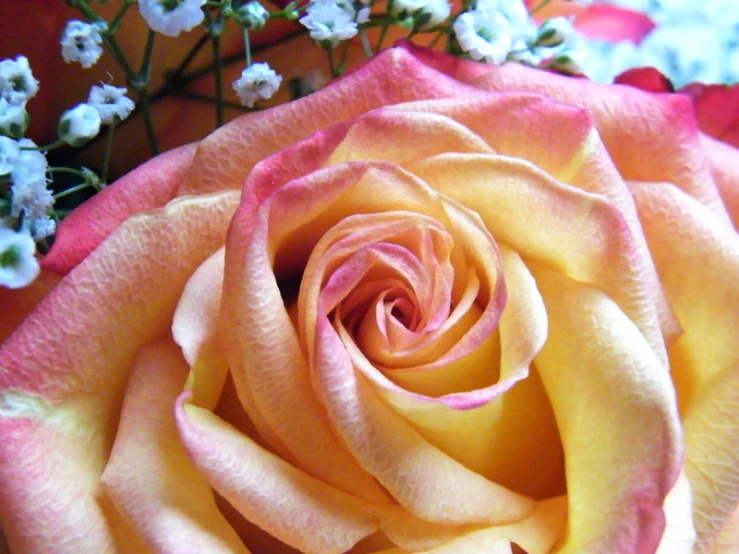 a close up of the center of a yellow rose