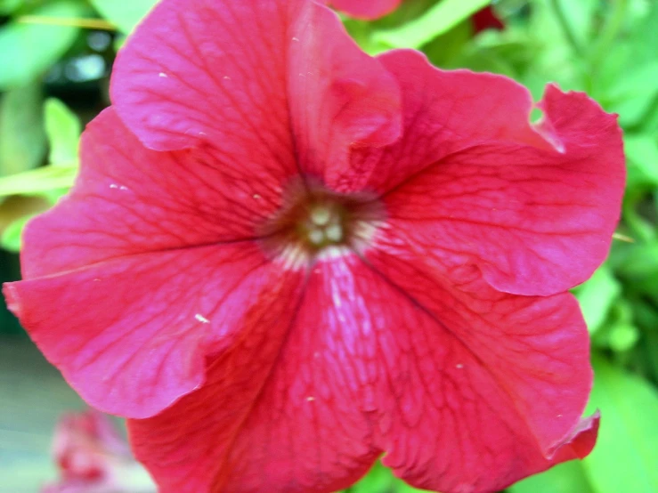 bright red flowers growing in green bushes