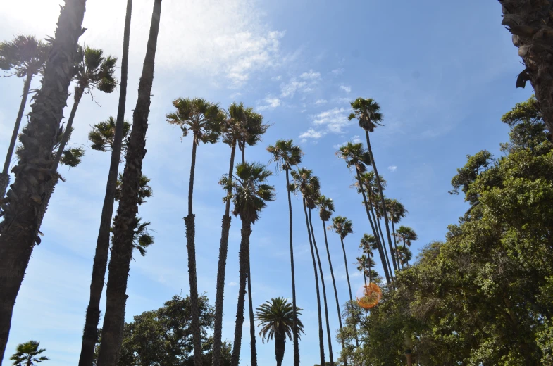 a group of palm trees against a blue sky