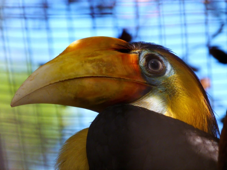 a bird's yellow beak and orange face near cage