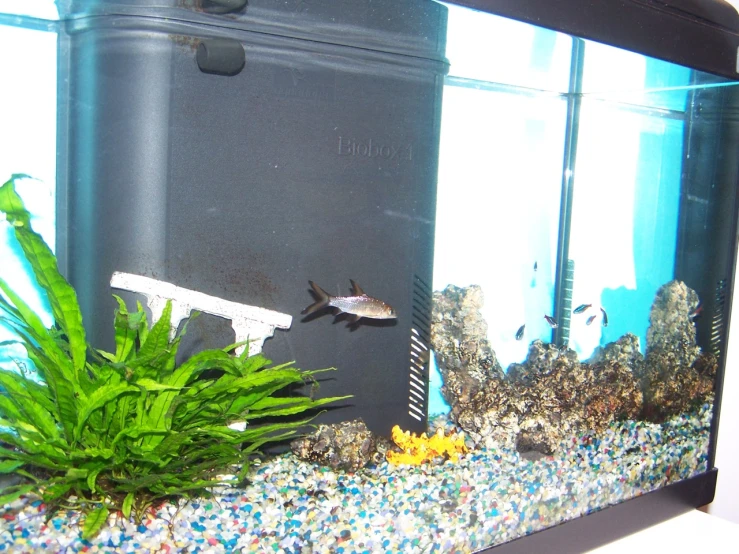 a fish in an aquarium looking at the camera