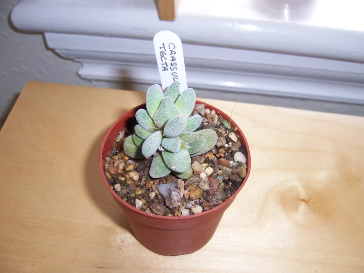 there is an indoor cactus in the pot