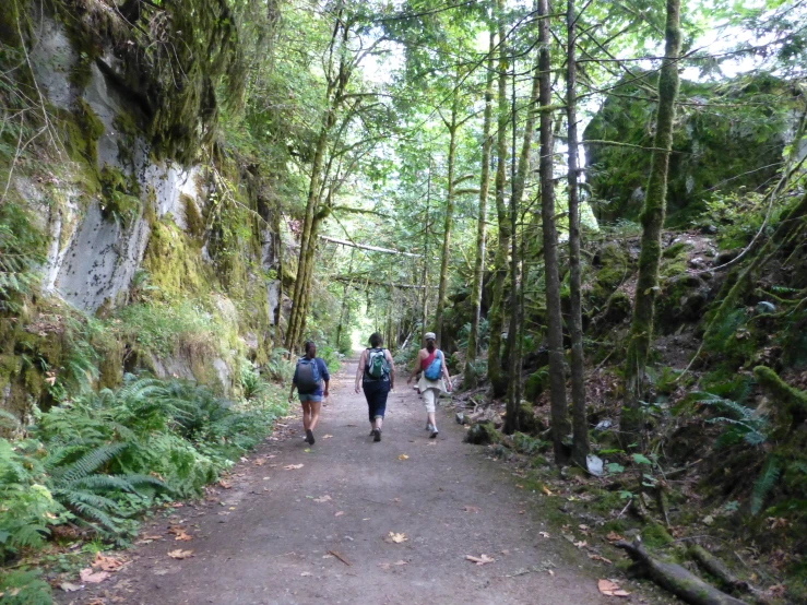 three people walking along a path next to large trees