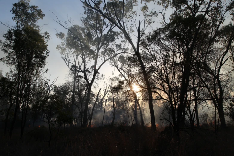 there are many trees in the distance with a setting sun