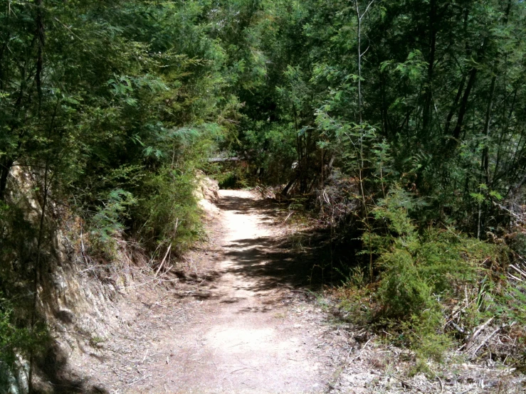 a dirt trail through the woods with green trees