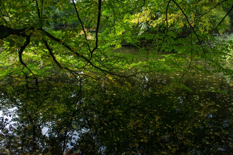 water in a park with leaves covering the ground