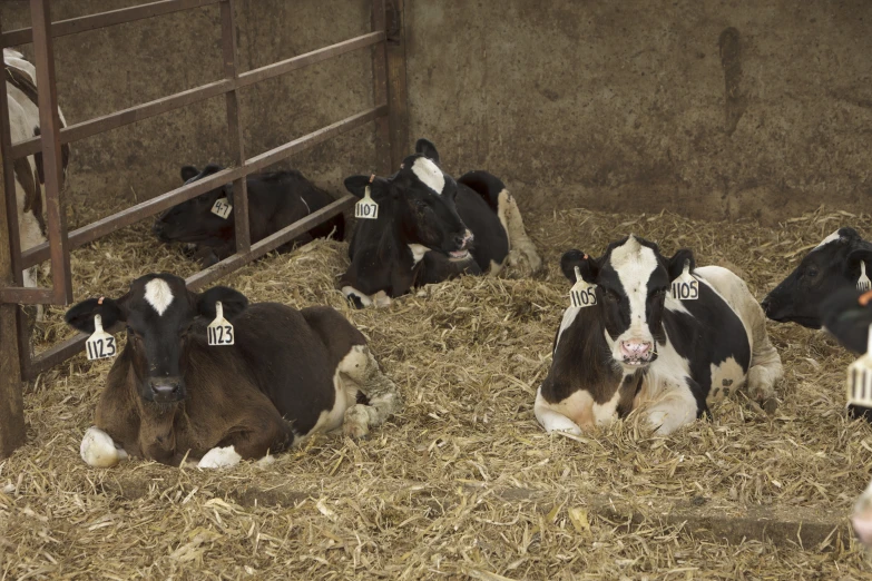 black and white cows resting on straw inside a metal fence