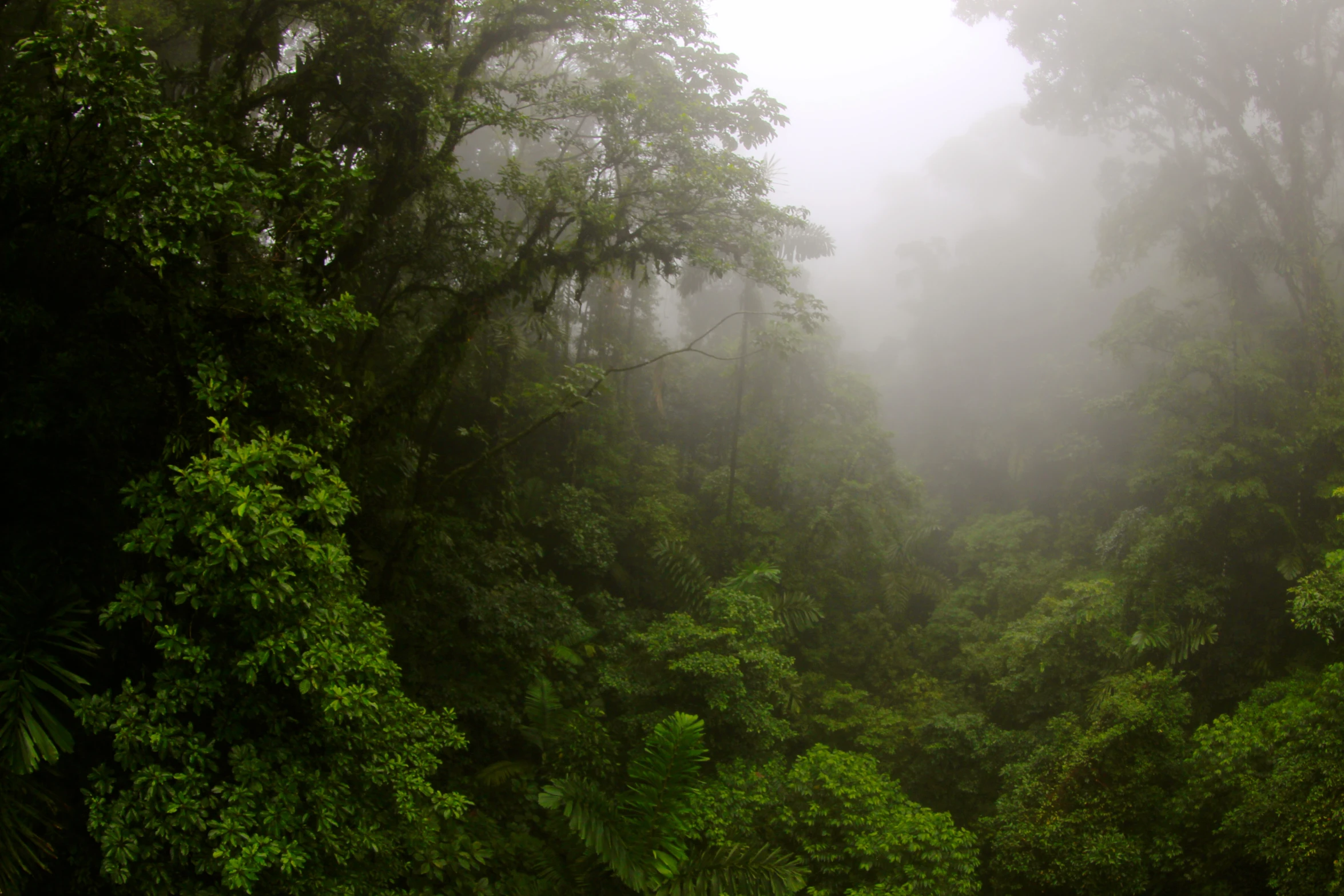 a foggy forest is in the air