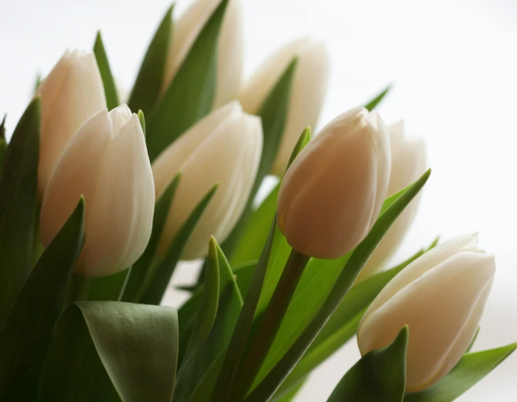 several tulips are sitting close together in a vase