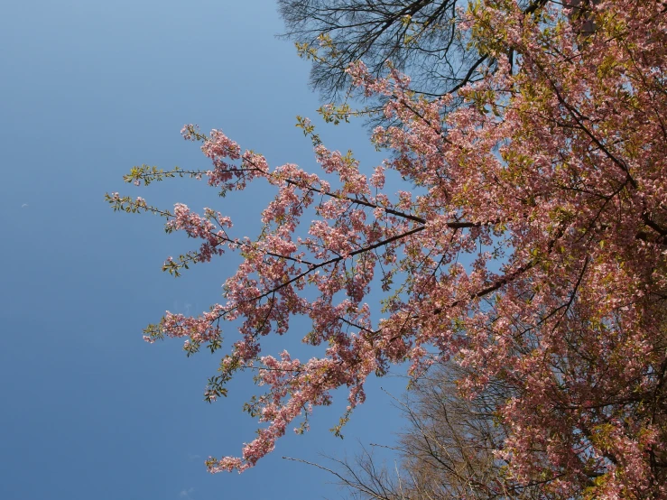 a street sign with some pink flowers and trees