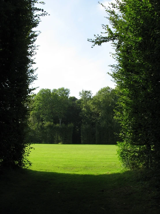 a park filled with green grass surrounded by tall trees