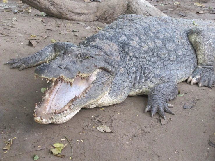 a large alligator with its mouth open resting on the ground
