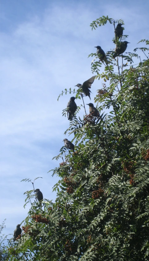 the birds are standing in the nches and around