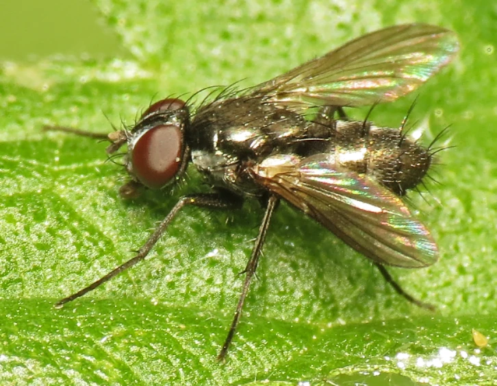 the fly sits on a leaf while a third flies away