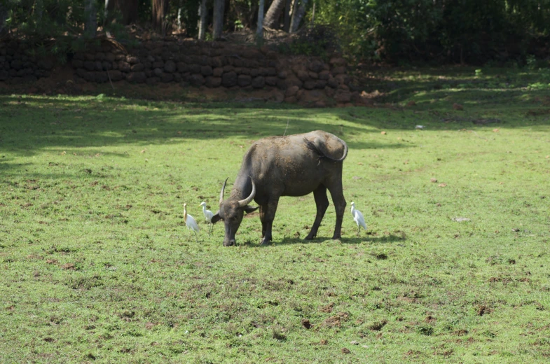 a rhino grazing in the grass near a wall