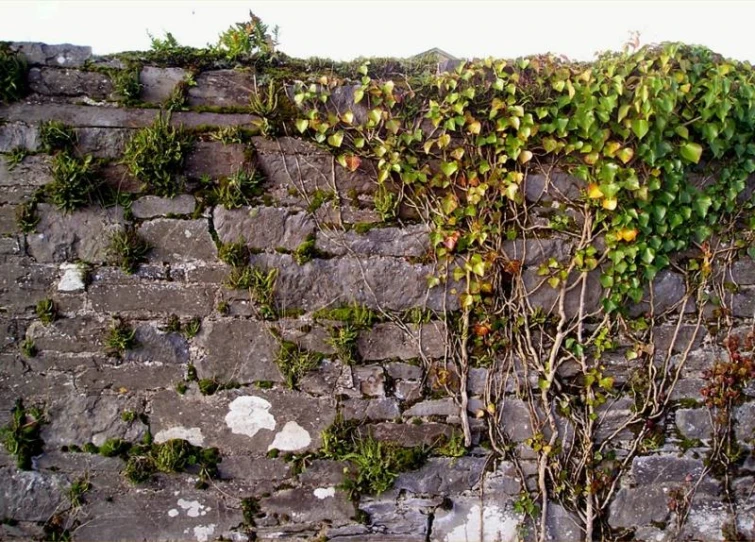 a brick wall with lots of plant life growing on it