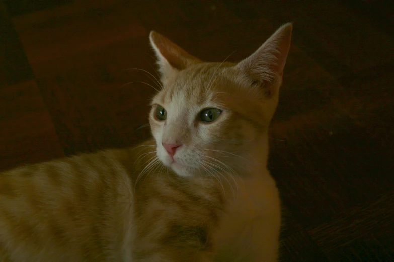 an orange and white cat sitting on the floor