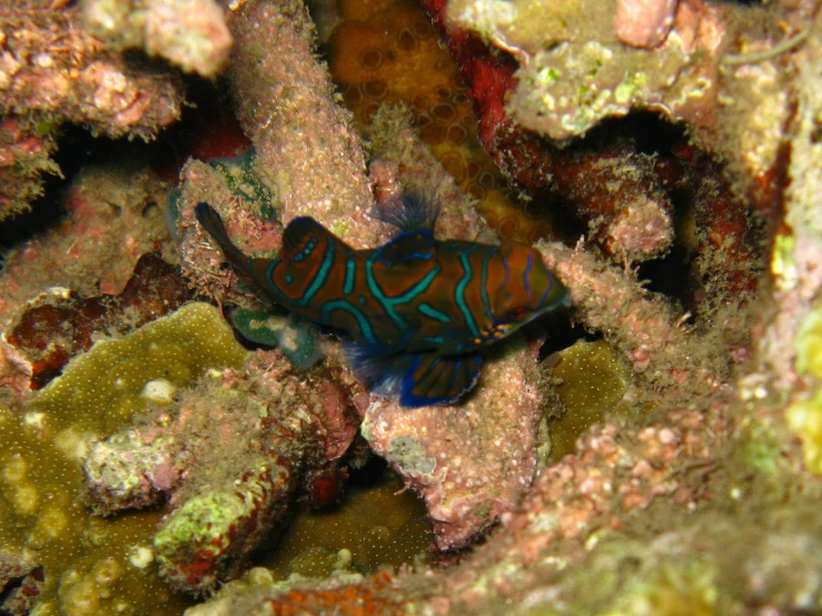 an orange, blue and black fish hiding among corals