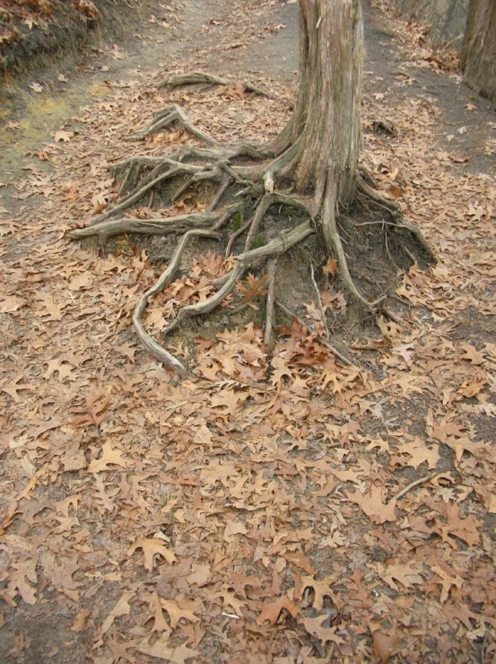 a couple of trees that have fallen on them