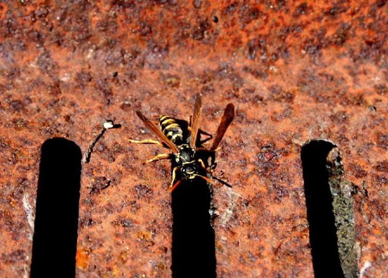 a bee that is standing on some rusty iron bars