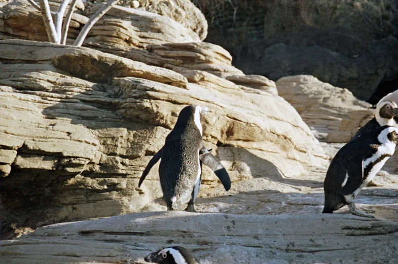 three penguins walk around in an enclosure