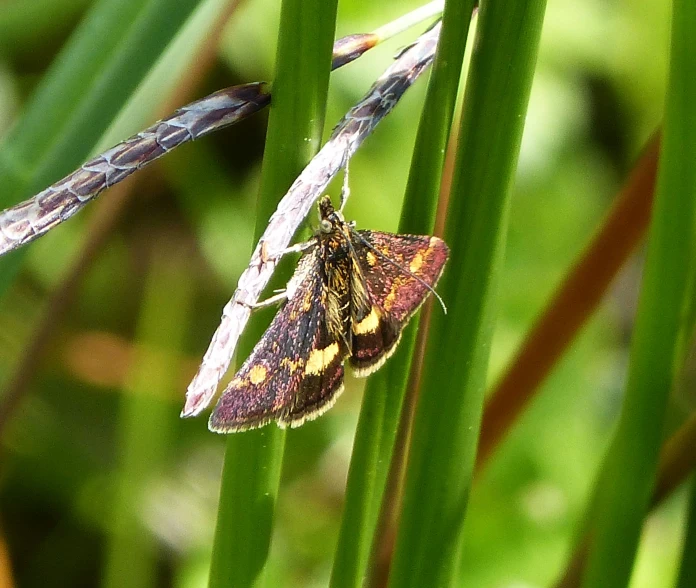 two bugs sitting on a blade of green plant