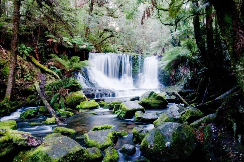 a mossy forest has several small waterfall