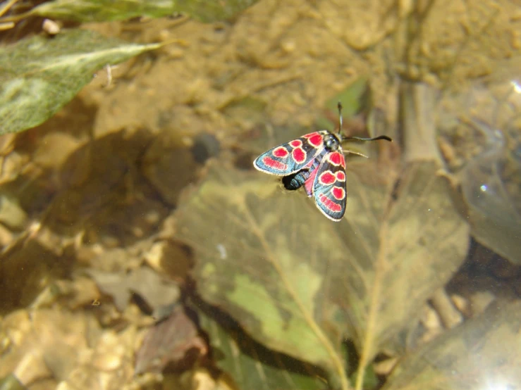 a small erfly sitting on the side of a leaf