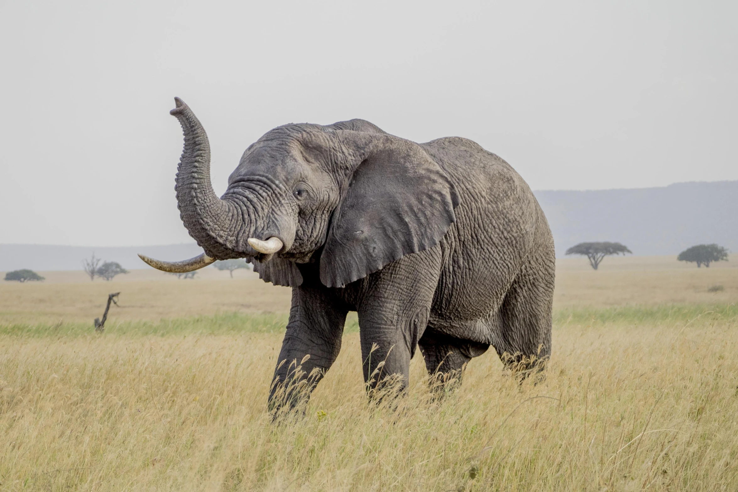 a large gray elephant is walking through some tall grass