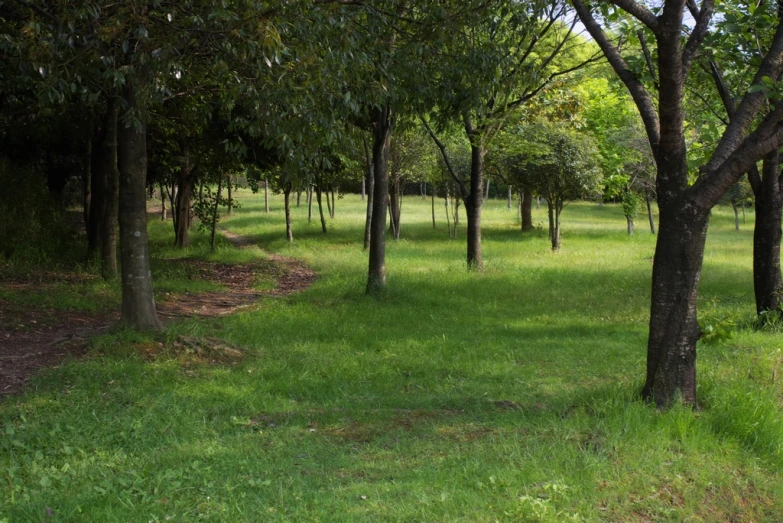 trees line a path through a grass and dirt field
