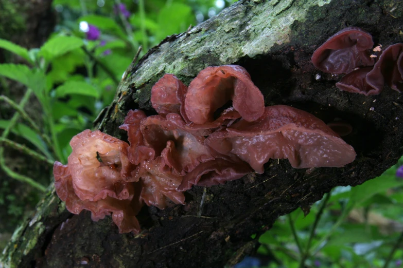 a cluster of mushrooms growing on the side of a tree