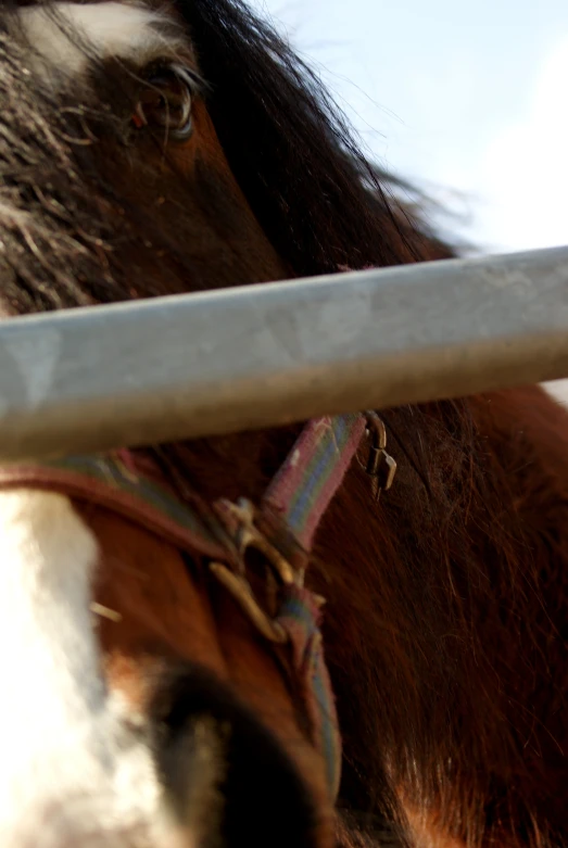 there is a horse with it's head looking over a gate