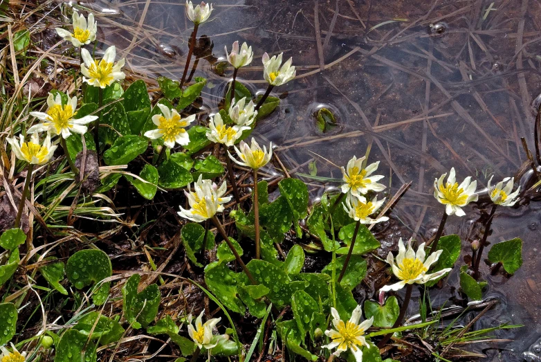 some flowers growing in a patch of water