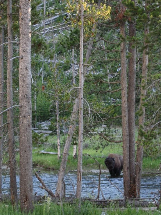a black bear walking through the woods near a stream