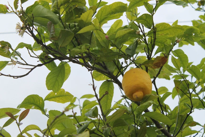 a single lemon is growing in the green leaves